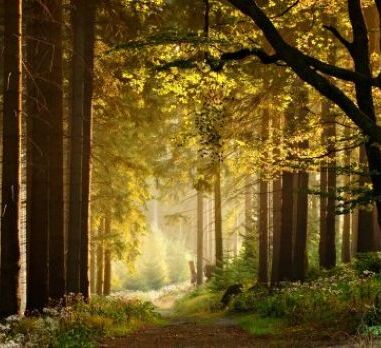 picture of woods 